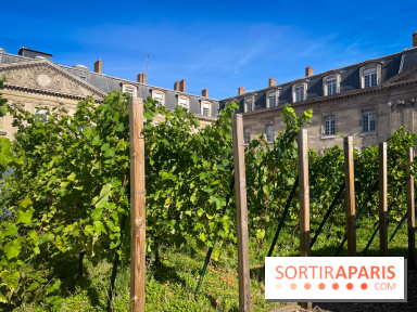 Vignoble Hôtel de Ville