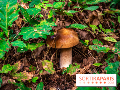 Le sentier des Maréchaux à Senlisse - Vallée de Chevreuse -  champignons