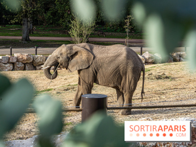 Les lodges de Thoiry - dormir à Thoiry en Terres d'Afrique - Photos -  A7C3299