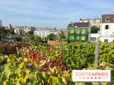 Vignes Montmartre
