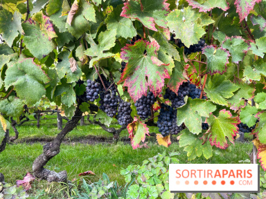 Vignes Montmartre - image00008