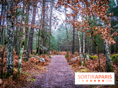 Le sentier de l'érosion à Fontainebleau - balade en forêt