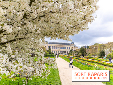 Visuel Paris 5e - jardin des plantes  - printemps - cerisiers