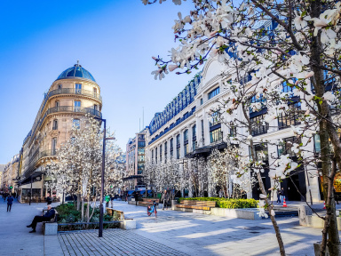 Visuel Paris 4e - printemps arbre fleurs