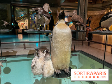 Grande Galerie de l'évolution- visuels 2024 - image00095