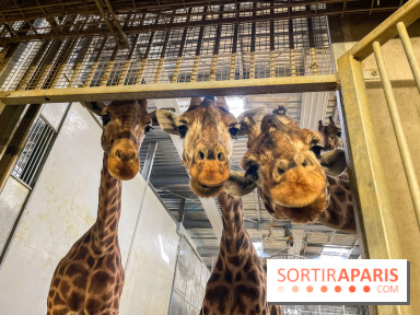 Zoo de Vincennes, Parc zoologique 2024 - girafes