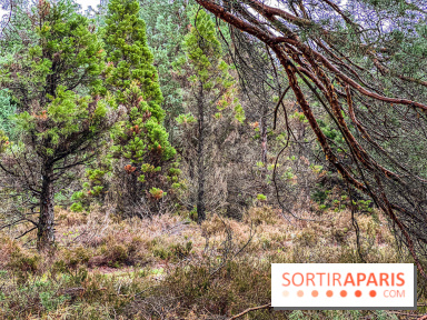Arbor&Sens, l'Arboretum de Franchard en forêt de Fontainebleau - les photos
