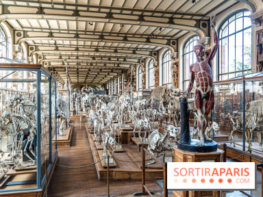 La Galerie de Paléontologie et d'Anatomie comparée du Muséum au Jardin des Plantes