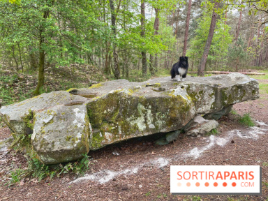 Dolmen de la Pierre Ardoue - IMG 0985
