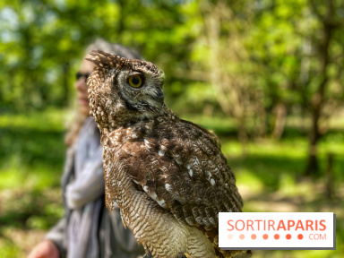 Fauconnier d'un jour - IMG 1419