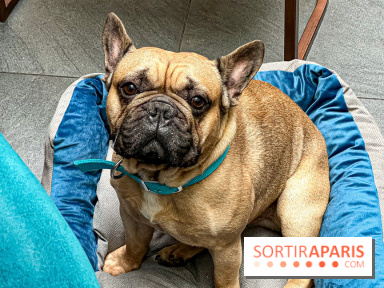 Le Doggy Brunch : le brunch gourmand entre chiens et maîtres à l'hôtel Kimpton Saint Honoré Paris - image00050