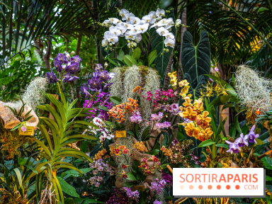 Mille et une orchidées 2025 - les photos