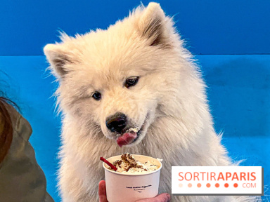 Je T'aime Comme Un Chien : food, mode, déco ... une expo qui a du chien au Bon Marché Rive Gauche - image00031