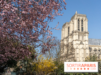 Le Square Viviani devant Notre-Dame de Paris