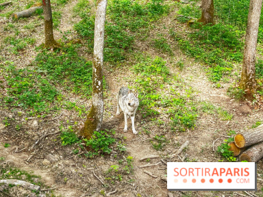 La Forêt des Loups