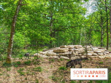 La Forêt des Loups - IMG 2114