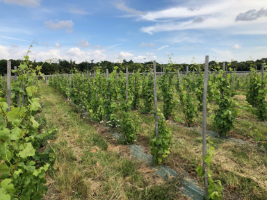 1ère fête de la fleur de vigne au Domaine viticole de Paris Gravelle : samedi 14 et dimanche 15 juin 2025