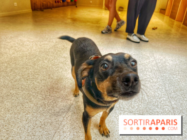 The Dogry - IMG 3578