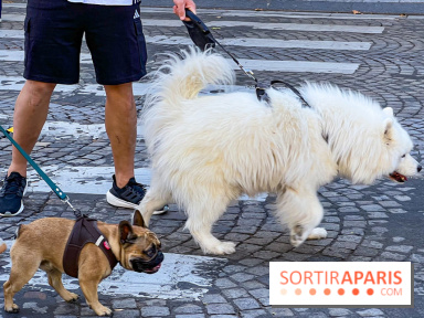 La Marche des animaux à Paris : défilé gratuit, ouvert aux chiens, chats ... sur les Champs-Élysées