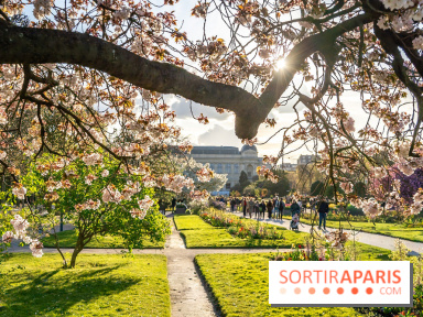 Les floraisons exceptionnelles du Jardin des Plantes 2026 : tulipes, coquelicots et cerisiers - photos - A7C00582
