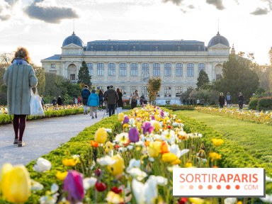 Les floraisons exceptionnelles du Jardin des Plantes 2026 : tulipes, coquelicots et cerisiers - photos