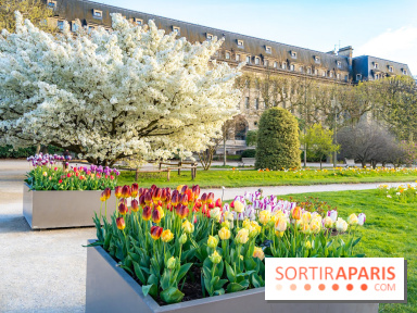 Les floraisons exceptionnelles du Jardin des Plantes 2026 : tulipes, coquelicots et cerisiers - photos