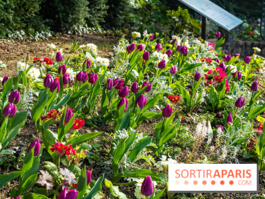 Le Parc de Bagatelle au printemps, cerisier, tulipes et jonquilles - photos - A7C00660