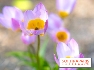 Le Parc de Bagatelle au printemps, cerisier, tulipes et jonquilles - photos