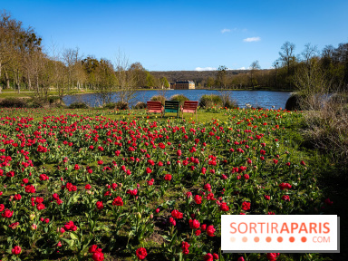 Les tulipes du Château de Dampierre, son jardin anglais et le jardin Le Nôtre - IMG 2850