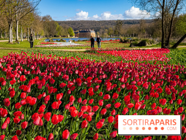Les tulipes du Château de Dampierre, son jardin anglais et le jardin Le Nôtre - IMG 2883