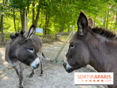 Avon'Ânes, les balades avec des ânes, à Avon - nos photos - IMG 7769