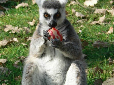 chasse aux oeufs, thoiry