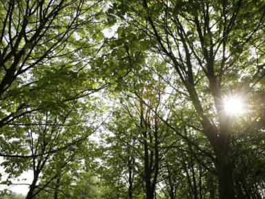 arboretum de chèvreloup
