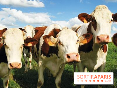 Les labyrinthes de la Ferme de Gally