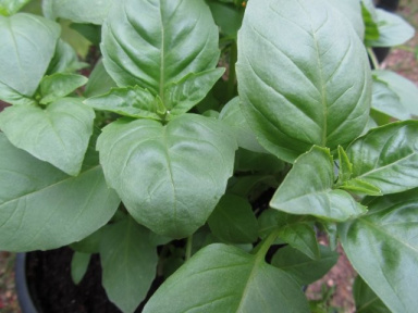 les petits jardiniers de l'été, atelier de jardinage, maison du jardinage, parc de bercy