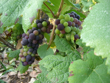 Maison Rostang lance ses dîners de vignerons