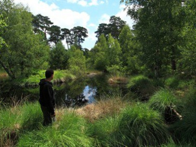 visite des mares dans la Forêt de Fontainebleau