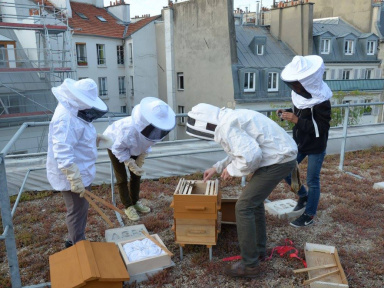  rucher sur le toit du gymnase Jean Dame