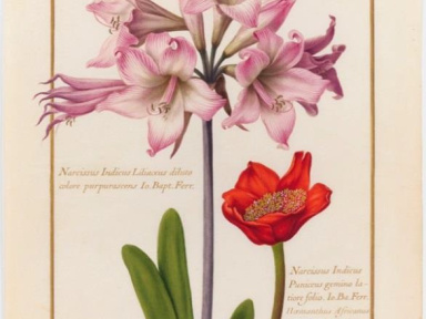 Précieux vélins au Jardin des Plantes