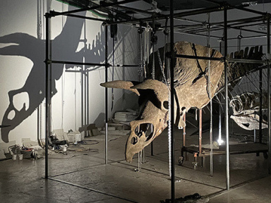 Un dinosaure, Big John, bientôt exposé à l'Hôtel Drouot avant sa vente aux enchères