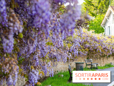 Ou voir les plus belles glycines de Paris, les spots incontournables et cachés - Chevreuse