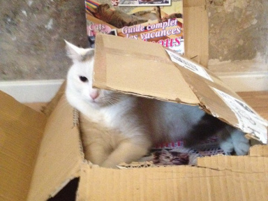 Café des Chats Bastille