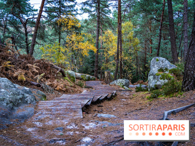 Journée internationale des forêts 2024 : des visites guidées gratuites en forêt de Fontainebleau