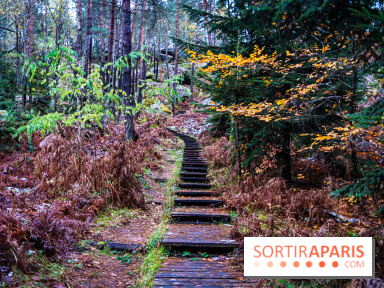 Journée internationale des forêts 2025 : des visites guidées gratuites en forêt de Fontainebleau