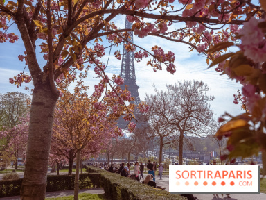Les cerisiers du Trocadéro fleurissent avec de l'avance en ce printemps 2026
