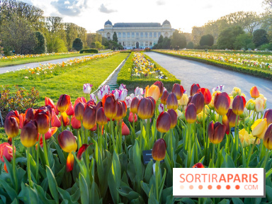 Tulipes et coquelicots, des floraisons exceptionnelles pour les 400 ans du Jardin des plantes 