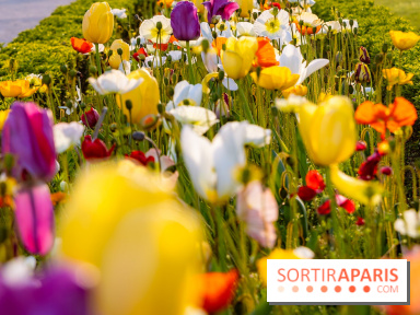 Où voir des tulipes à Paris ? 
