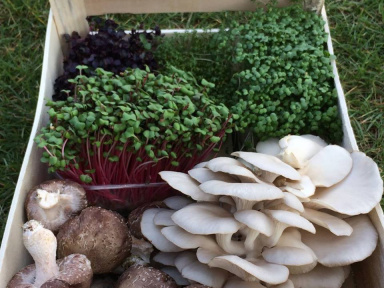 La Caverne, la première ferme urbaine en sous-sol de Paris