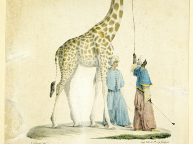 zarafa au jardin des plantes, muséum, MNHN