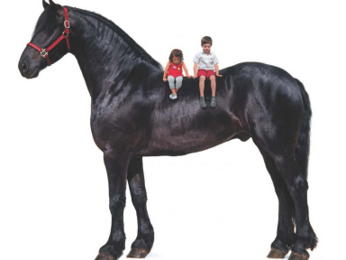 le cheval xxl; les cevaux xxl, hippodrome de vincennes